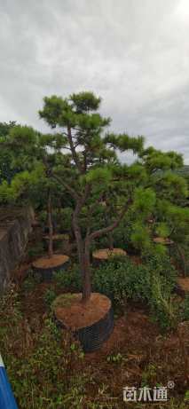 15公分造型黑松