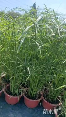 高度60厘米旱伞草
