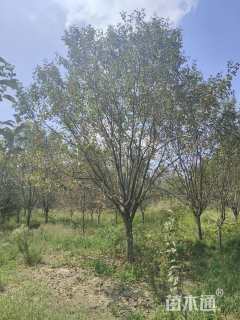 17公分绚丽海棠