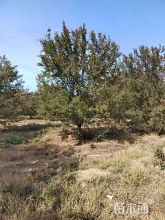 16公分绚丽海棠