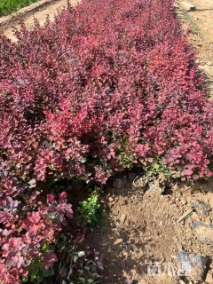 高度25厘米红叶小檗