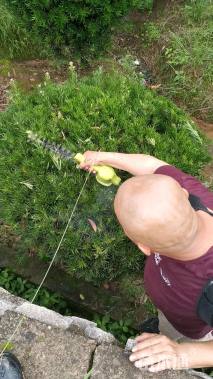 冠幅150厘米罗汉松球