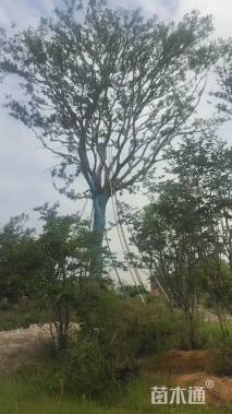 55公分朴树