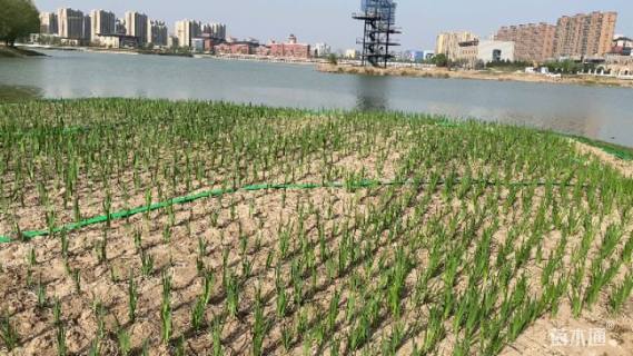 高度30厘米旱伞草