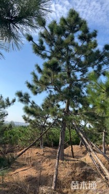 高度450厘米黑松