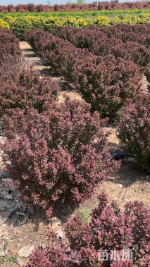 冠幅100厘米紫叶小檗球