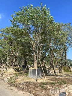 30公分丛生乌桕