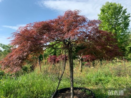 高度200厘米羽毛枫