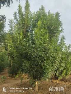 15公分秋紫白蜡