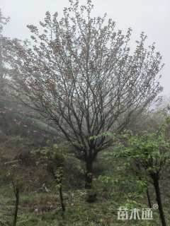 28公分日本晚樱