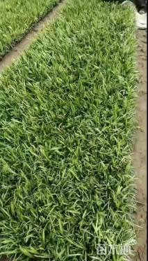 高度40厘米兰花