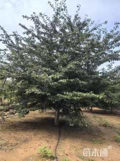 20公分染井吉野樱