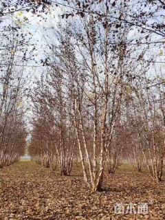 高度700厘米丛生河桦