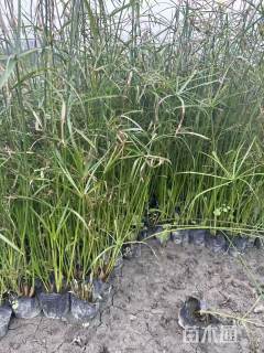 高度100厘米旱伞草