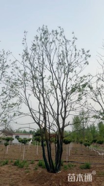 50公分(4杆)丛生乌桕