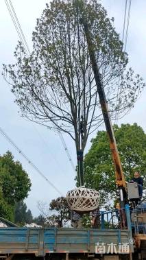 15公分红果冬青