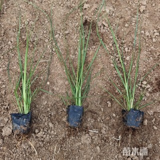 高度40厘米矮蒲苇