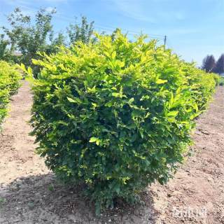 冠幅100厘米金叶女贞球