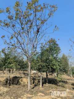 20公分栾树