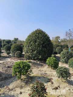 冠幅350厘米红叶石楠球