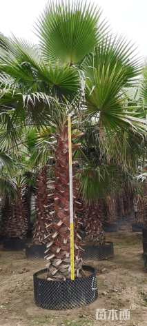 裸干高250厘米华棕