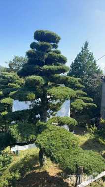 26公分造型五针松