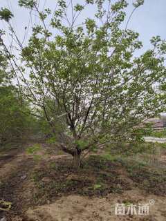 15公分杏树