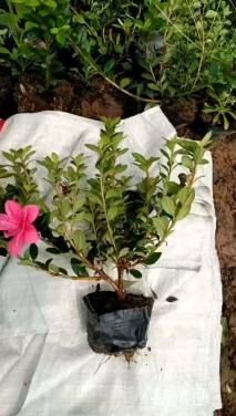 高度25厘米杜鹃