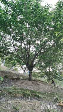 20公分染井吉野樱