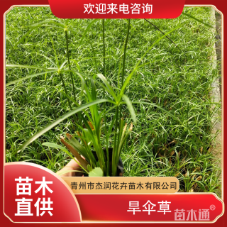 高度50厘米旱伞草