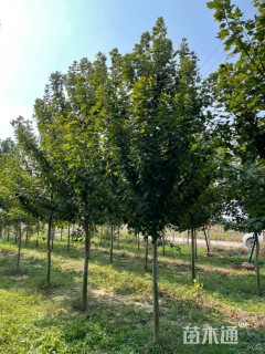 8公分美国红枫-红冠