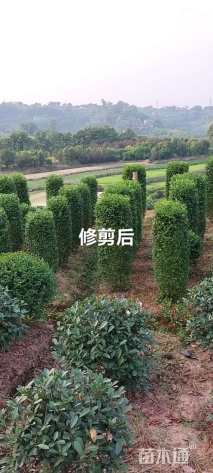 高度150厘米毛叶丁香