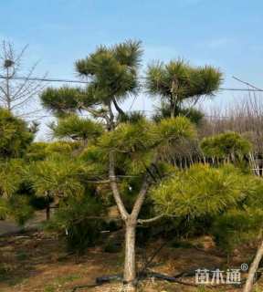 25公分造型黑松