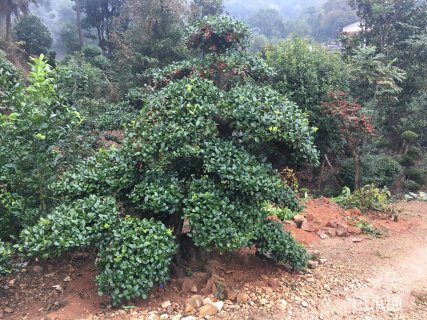 24公分无刺枸骨