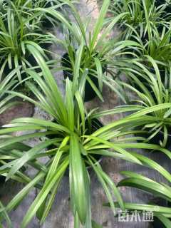 高度25厘米百子莲