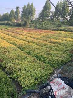 高度50厘米绣线菊