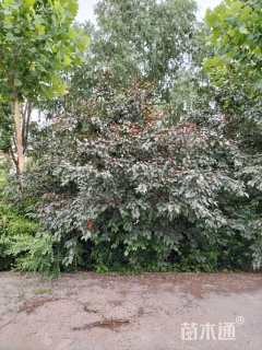 16公分红宝石海棠