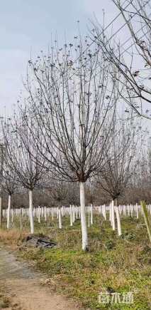 15公分绚丽海棠