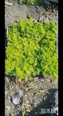 高度5厘米佛甲草