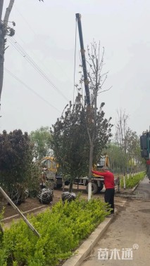 15公分绚丽海棠