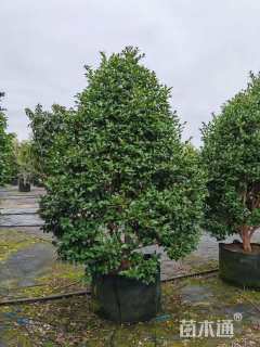 高度120厘米茶梅