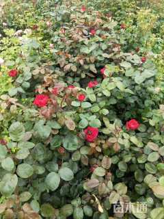 高度40厘米大花月季