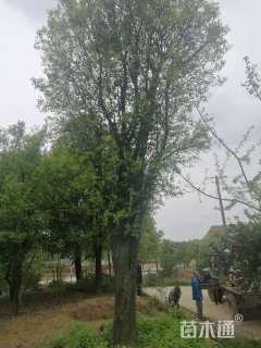 高度700厘米金弹子