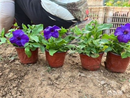 高度25厘米矮牵牛