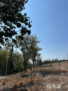 18公分深山含笑