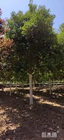 15公分大叶女贞