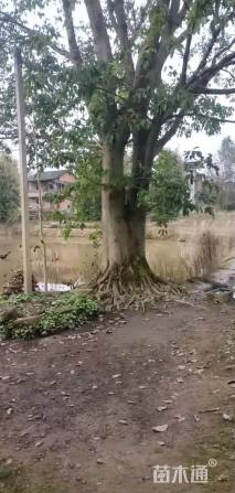 150公分黄葛树