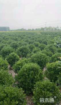 冠幅80厘米大叶黄杨球