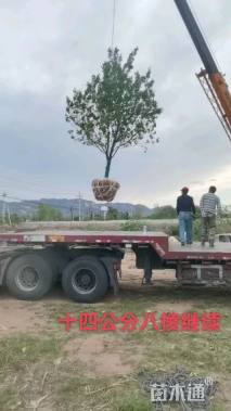 18公分八棱海棠