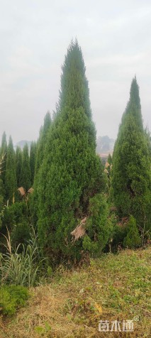 高度400厘米塔柏